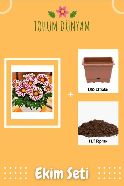 Gazania Çiçek Tohumu Ekim Seti