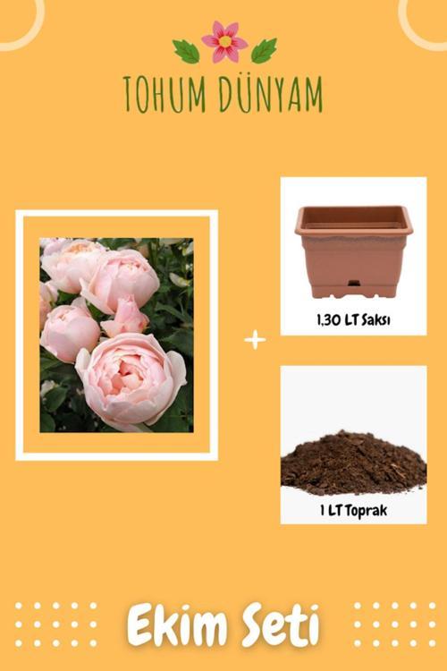 Kokulu Pudra Pembe Hollanda Gül Tohumu Ekim Seti