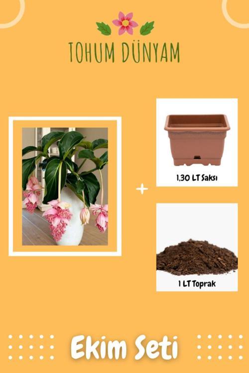 Medine Gülü Tohumu Ekim Seti