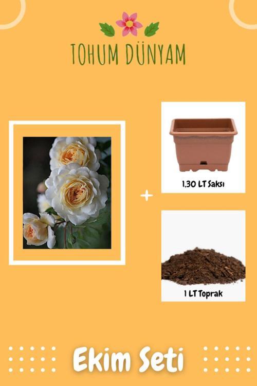 Koklu Kırık Beyaz Katmerli Hollanda Gül Tohumu Ekim Seti