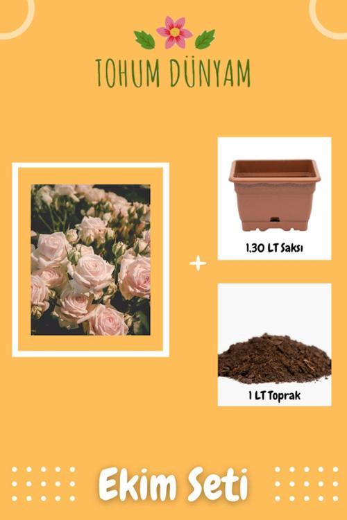 Kokulu Pudra Pembe Gül Tohumu Ekim Seti