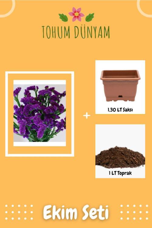 Mor Deniz Lavantası Limonium Çiçek Tohumu Ekim Seti