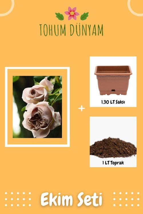 Kokulu Koyu Gülkurusu Hollanda Gül Tohumu Ekim Seti