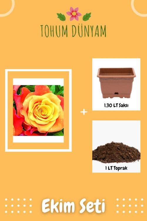 Ateş Perisi Gül Tohumu Ekim Seti