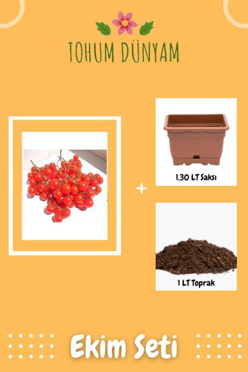 Alman Salkım Kiraz Domates Tohumu Ekim Seti