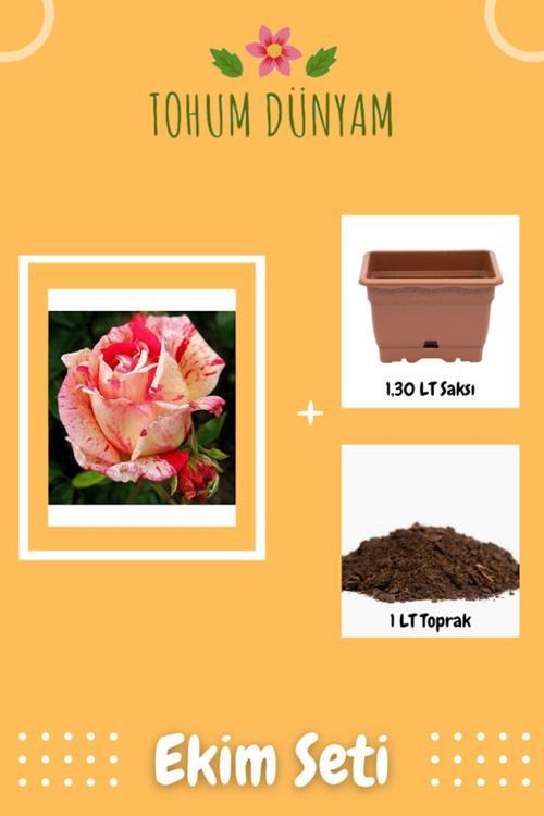 Renkli Gül Tohumu Ekim Seti