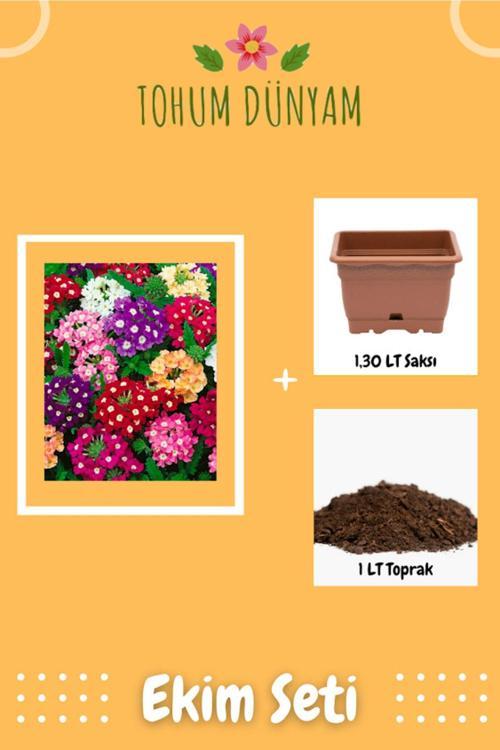 Mine Çiçeği 1. Kalite Tohumu Ekim Seti