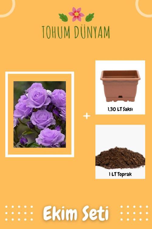 Lavander Gül Tohumu Ekim Seti