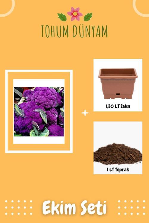 Mor Karnabahar Tohumu Ekim Seti