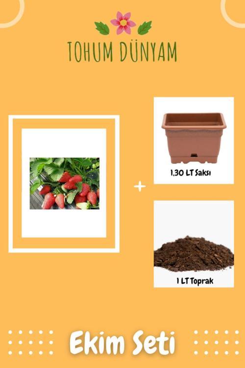 Yediveren Çilek Tohumu Ekim Seti