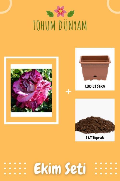 Çift Renkli Gül Tohumu Ekim Seti