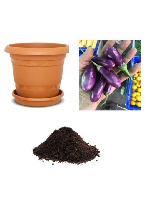 Ithal Minyatür Kemer Patlıcan Tohumu Ekim Seti