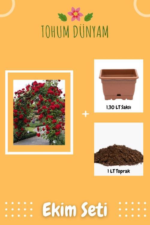 Kırmızı Renkli Sarmaşık Gül Tohumu Ekim Seti