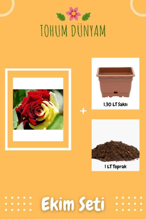 Sarı Kırmızı Gül Tohumu Ekim Seti