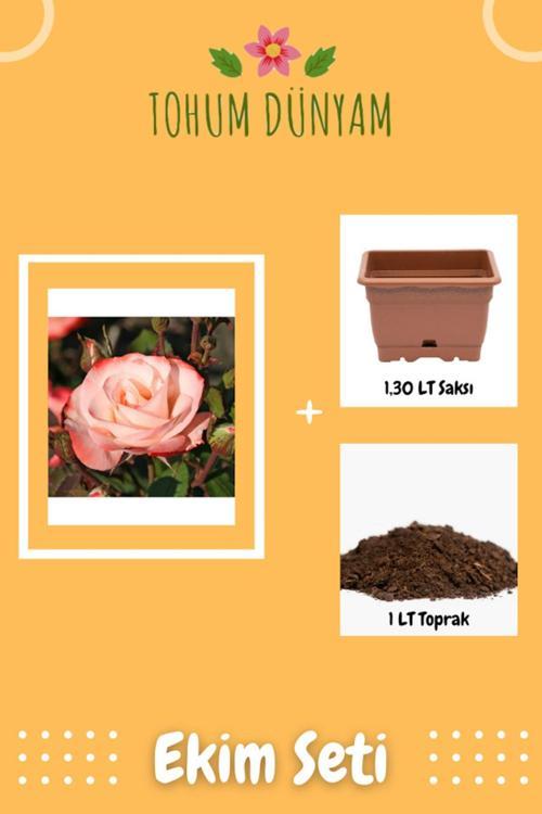 Auf Die Freundschaft Beyaz Kenarlı Kırmızı Gül Tohumu Ekim Seti