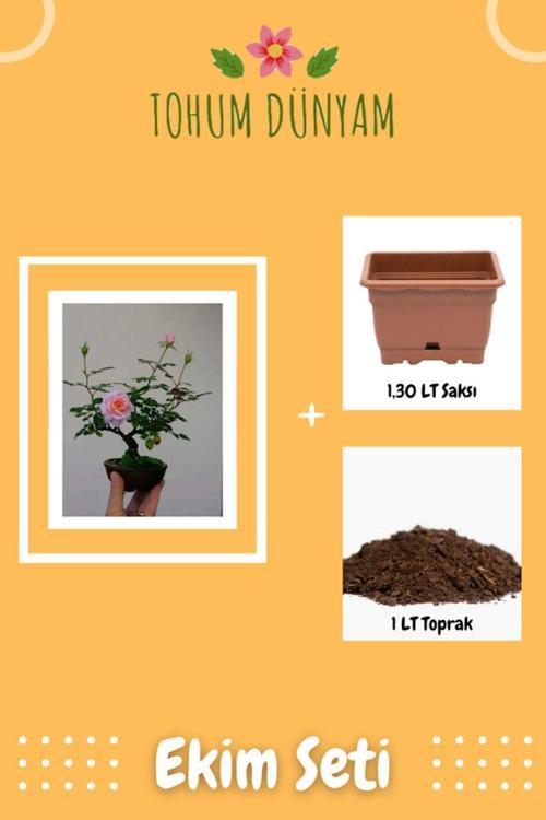 Bodur Pembe Gül Bonzai Ağacı Tohumu Ekim Seti