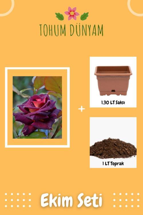 Bordo Renkli Gül Tohumu Ekim Seti