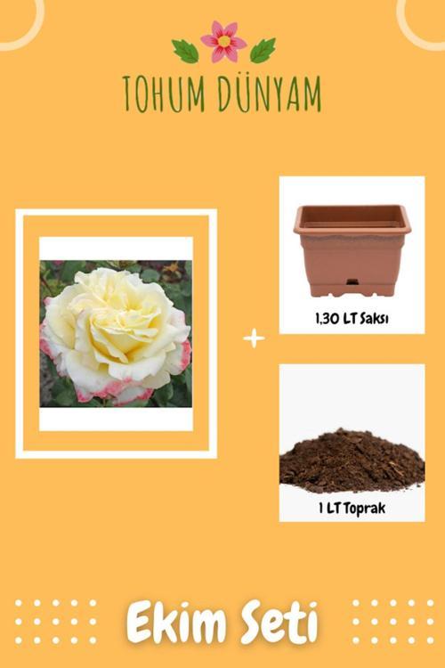 Athena Krem Kenarlı Pembe Gül Tohumu Ekim Seti