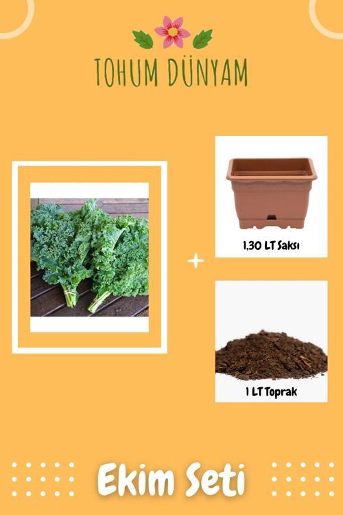 Kıvırcık Lahana (Curly Kale) Tohumu Ekim Seti