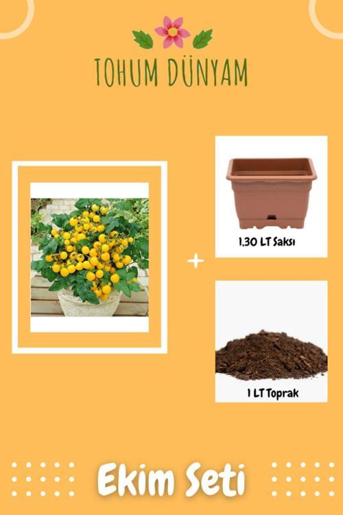 Saksılık Sarı Kiraz Domates Tohumu Ekim Seti