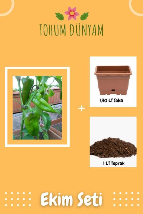 Nadir Yağlık Közlemelik Tatlı Pat Biber Tohumu Ekim Seti