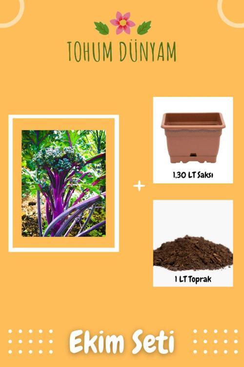 Purple Peacock Brokoli Tohumu Ekim Seti