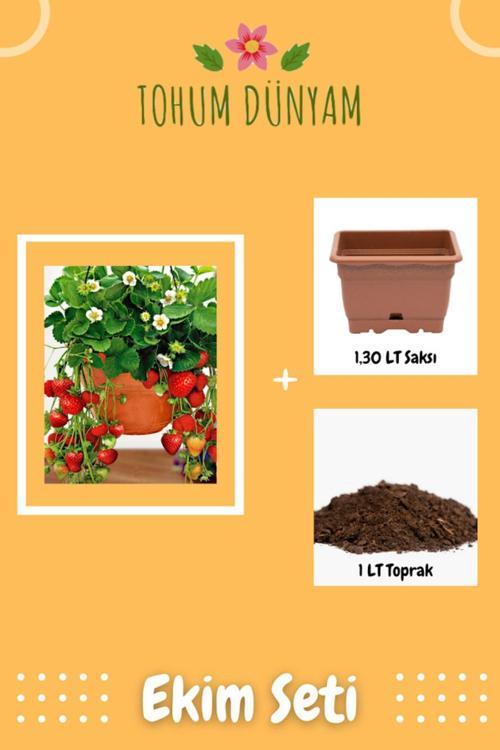 4 Mevsim, Yediveren Çilek Tohumu Ekim Seti