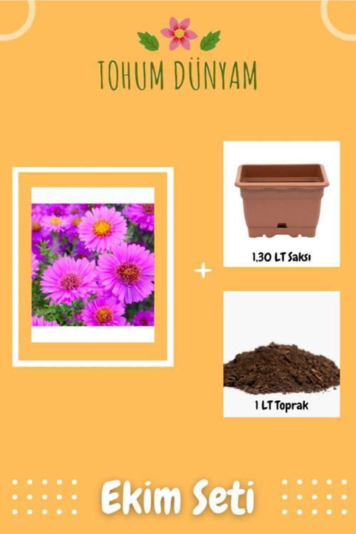 Dilber Kirpiği (Aster L.) Çiçek Tohumu Ekim Seti