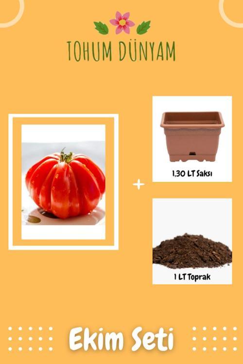 Italyan Ceneviz Domates Tohumu Ekim Seti