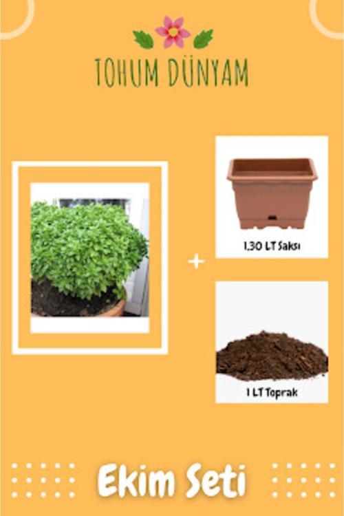Top Reyhan Tohumu Ekim Seti