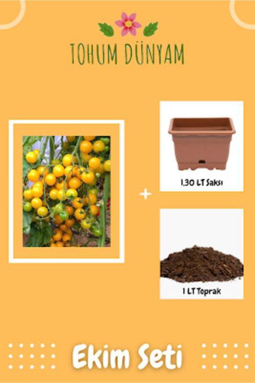 Sarı Cherry Domates Tohumu Ekim Seti