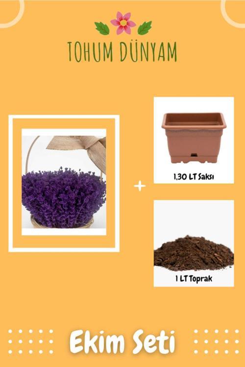 Bodur Ingiliz Lavantası Kokulu Çiçek Tohumu Ekim Seti