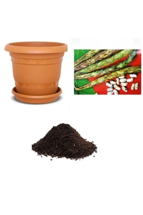 Meşhur Çilli Ayşe Fasulye Tohumu Ekim Seti