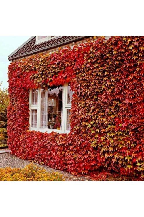 5 Adet Kırmızı Amerikan Sarmaşığı Tohumu