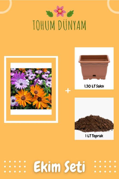 Afrika Papatyası Çiçek Tohumu Ekim Seti