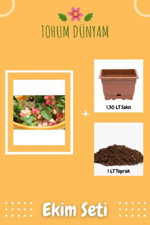 Hint Kirazı Tohumu Ekim Seti