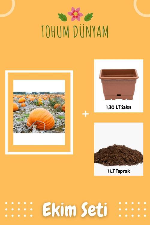 Giant Pumpkin - Bambino Bal Kabağı Tohumu Ekim Seti