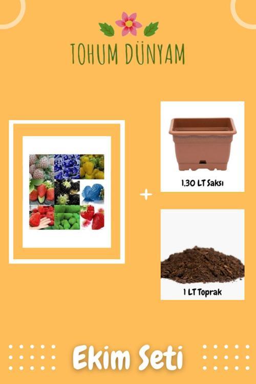 9 Farklı Renkte Çilek Tohumu Ekim Seti