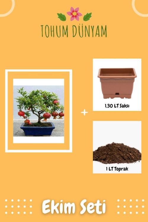 Bodur Nar Bonzai Ağacı Tohumu Ekim Seti