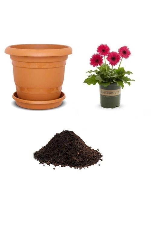 Karışık Gerbera Çiçeği Tohumu Ekim Seti