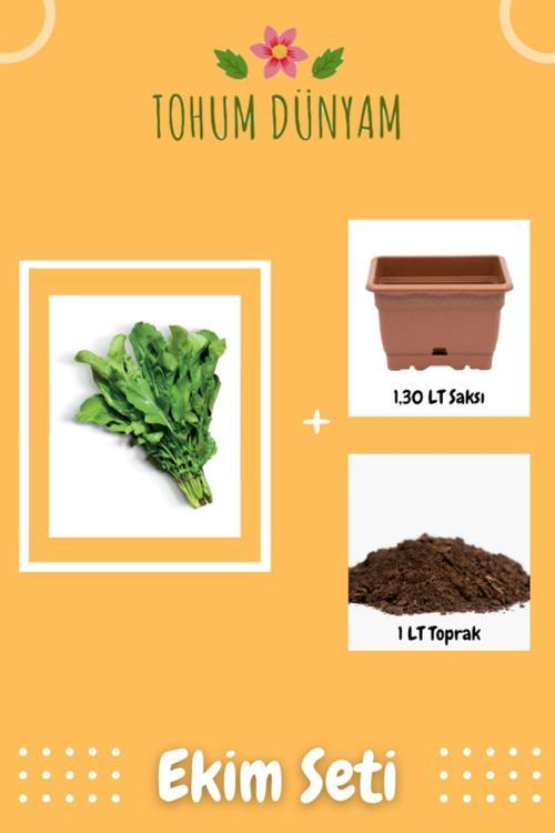 Geleneksel Roka Tohumu Ekim Seti