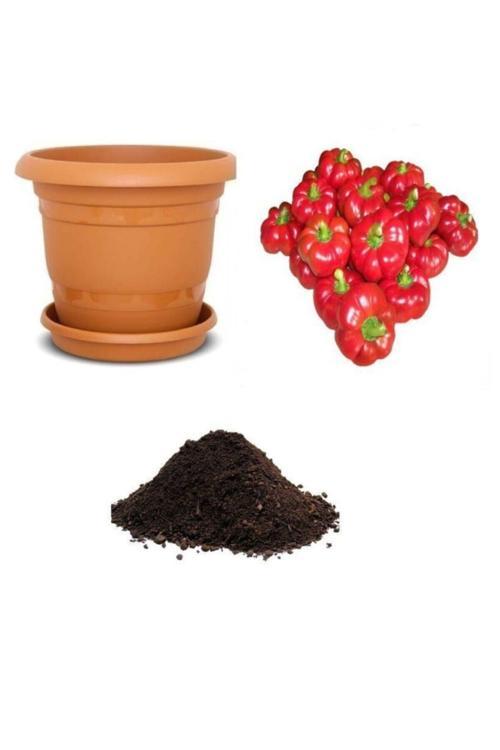 Tatlı Domates Biberi Tohumu Ekim Seti