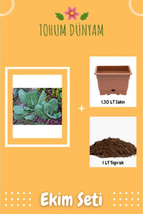 Kara (Yaprak) Lahana Tohumu Ekim Seti