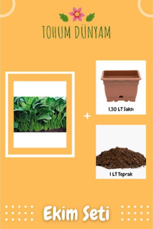 Yediveren Ispanak Tohumu Ekim Seti