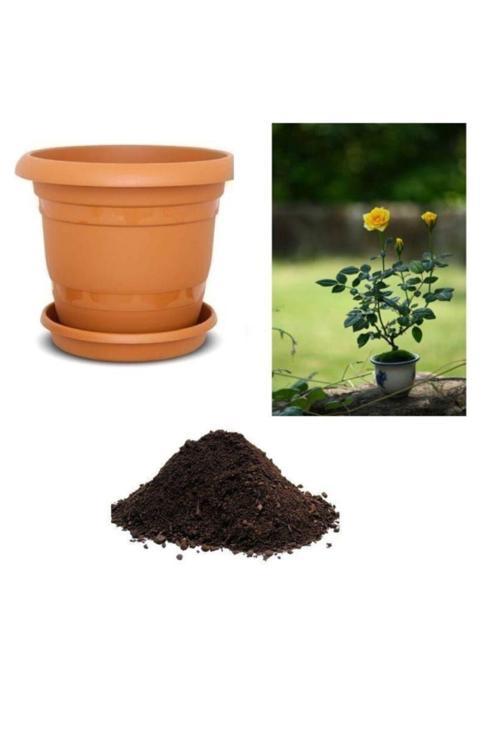 Sarı Gül Bonzai Ağacı Tohumu Ekim Seti