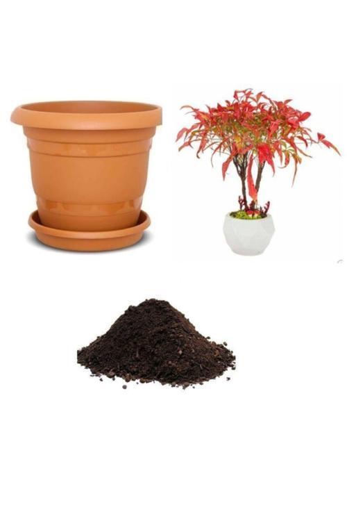 Ithal Cennet Bonzai Ağacı Tohumu Ekim Seti