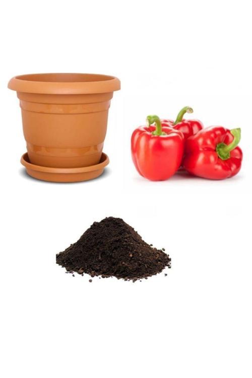 Nadir Acı Kırmızı Dolmalık Biber Tohumu Ekim Seti