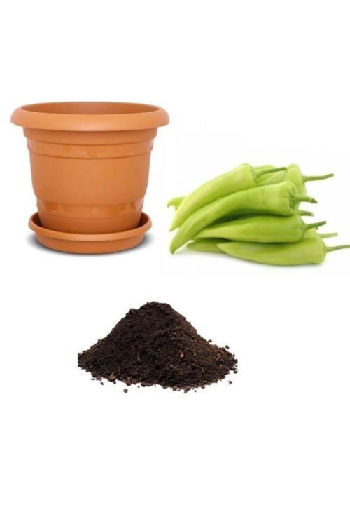 Saksılık Tatlı Çarliston Biber Tohumu Ekim Seti