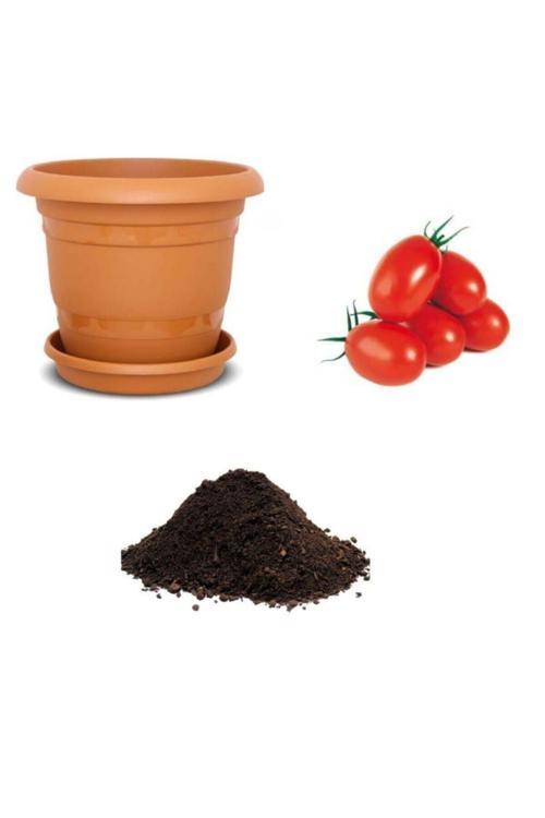 Saksılık Zeytin Domates Tohumu Ekim Seti