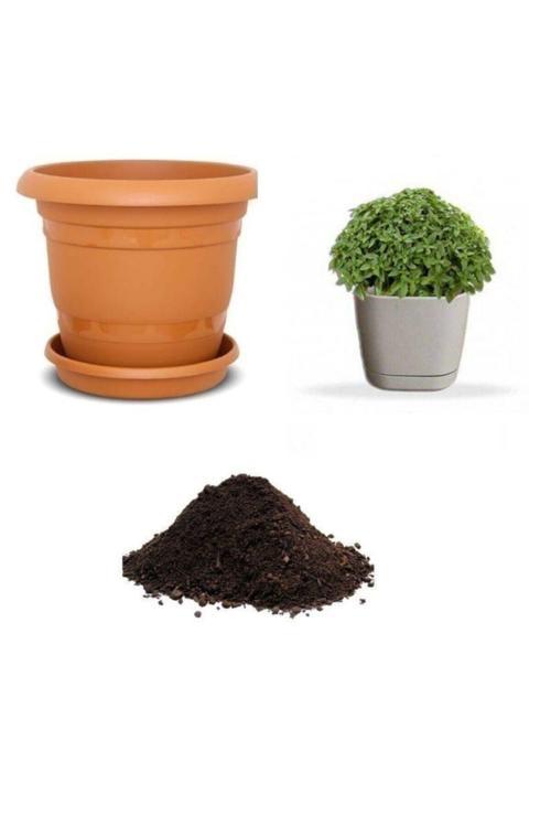 Mis Kokulu Nane Tohumu Ekim Seti